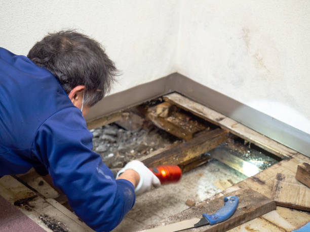 Best Professional Mold Removal  in Green Bay, WI