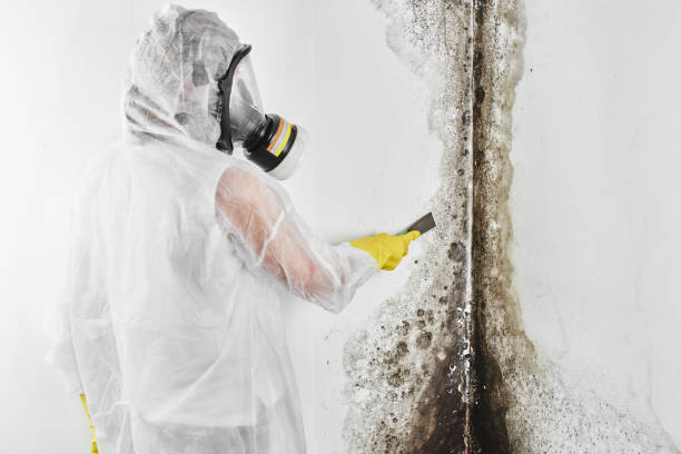 Office Mold Removal Services in Green Bay, WI