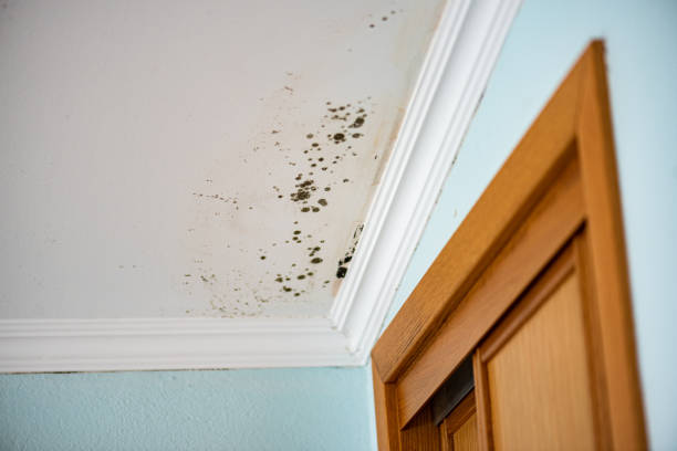 Mold Testing and Removal in Green Bay, WI