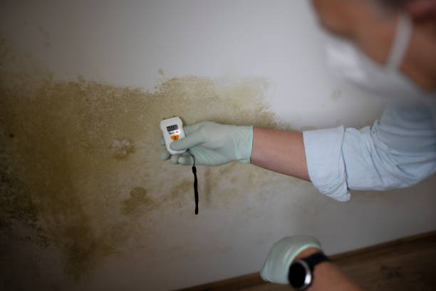 Best Attic Mold Removal  in Green Bay, WI