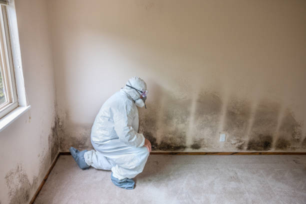 Best Toxic Mold Removal  in Green Bay, WI