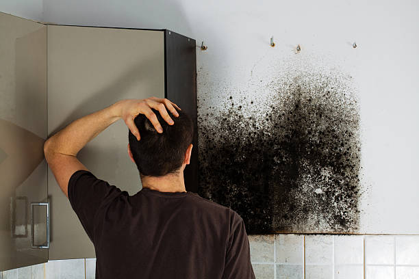 Green Bay, WI Mold Removal Company