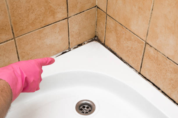 Best Certified Mold Removal  in Green Bay, WI